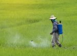 paraquat Lorem ipsum dolor sit amet, consectetur adipiscing elit. Etiam tincidunt enim lorem, facilisis pretium risus consectetur a. Vivamus at velit at tellus tincidunt pellentesque et et odio. Suspendisse potenti. Sed convallis nunc augue, quis scelerisque nisl pellentesque vel. Vestibulum feugiat suscipit imperdiet. Vivamus ut venenatis felis, et ornare leo. Praesent eu porttitor lacus. Mauris ut laoreet sapien, id feugiat nulla. Donec commodo eros eu erat fringilla, at posuere ante luctus. Quisque at fringilla sapien, sit amet fringilla mi. Maecenas vel eleifend magna.